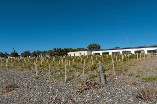 Bahia Bustamante Argetina Februari 2020 Kleine Wijngaard Bahia Bustamante Lodge — Stockfoto