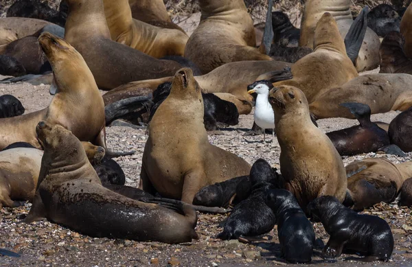 Колонія Морського Лева Молодими Тваринами Острові Патагонія Аргентина — стокове фото
