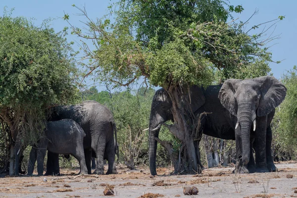 Groupe Éléphants Ombre Des Arbres Sur Rivière Chobe Botswana — Photo