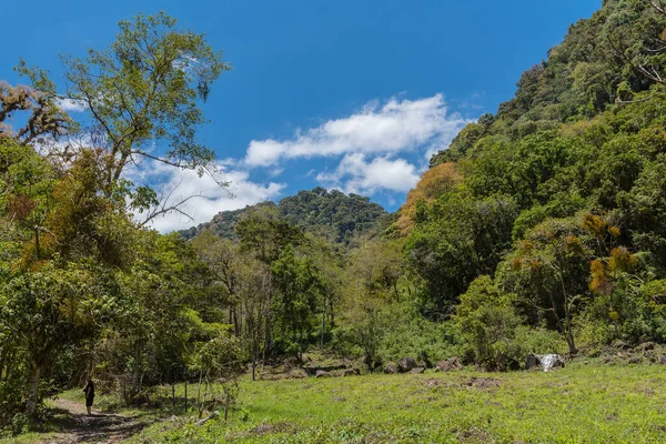 Floresta Tropical Nuvens Parque Nacional Vulcão Baru Panamá — Fotografia de Stock