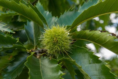Tatlı bir kestane kestanesi ya da Castanea sativa ağacının olgunlaşan yumrusu.