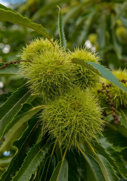 Tatlı bir kestane kestanesi ya da Castanea sativa ağacının olgunlaşan yumrusu.