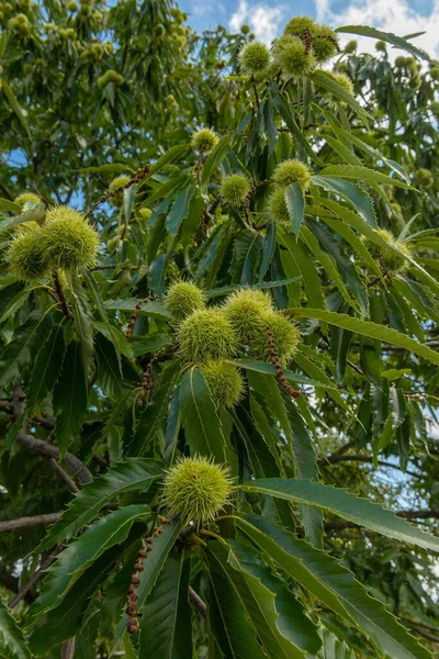 Closeup of ripening tubers on a sweet chestnut or Castanea sativa tree