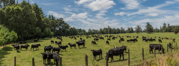 Black cattle in a pasture while grazing near Puyehue, Los Lagos, Chile