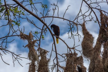 Montezuma oropendola bird (Psarocolius montezuma) with nests in Costa Rica. clipart