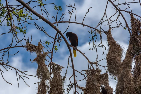 Montezuma Oropendola Bird Psarocolius Montezuma Nests Costa Rica — Stock Photo, Image