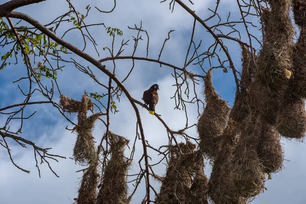 Montezuma Oropendola Bird Psarocolius Montezuma Nests Costa Rica — Stock Photo, Image