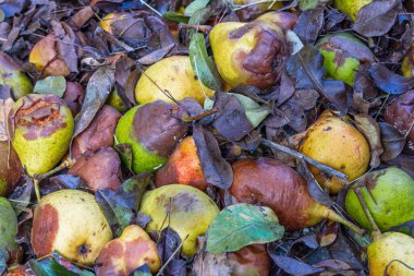 Çürük armutlar ve ıslak kahverengi yapraklar.