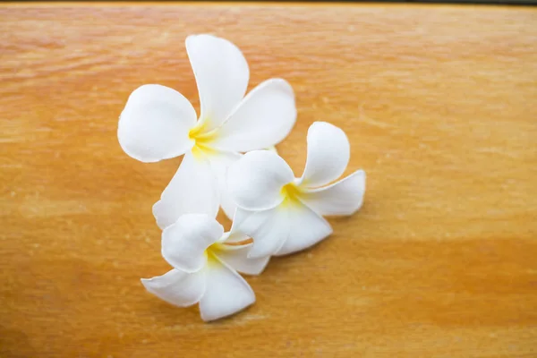 Close Plumeria Bloemen Natuur Achtergrond — Stockfoto