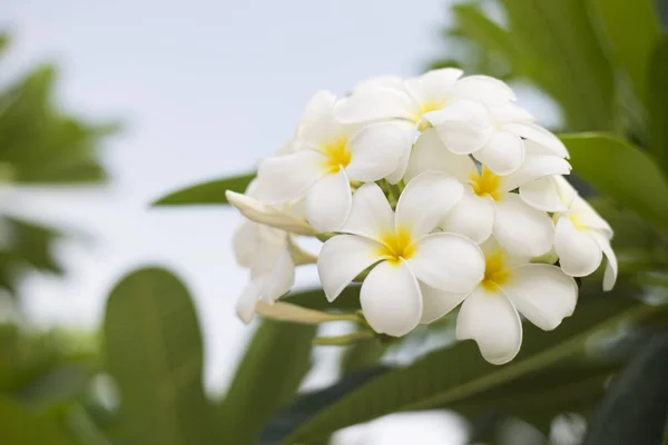 Close Plumeria Blumen Natur Hintergrund — Stockfoto