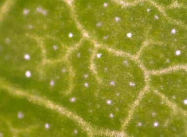 Bitki hücre arka plan üzerinde Kapat.