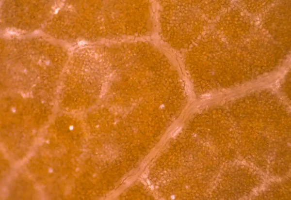 Zbliżenie Tle Komórek Roślinnych — Zdjęcie stockowe