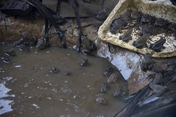 近距离群青蛙在水池农业概念 — 图库照片