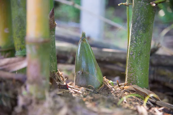 Niewyraźne Tło Zielony Natura Las Bambus — Zdjęcie stockowe