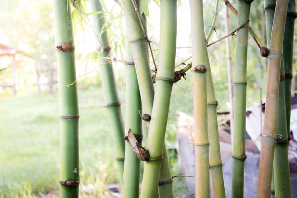 Suddig Bambu Skog Grön Natur Bakgrund — Stockfoto