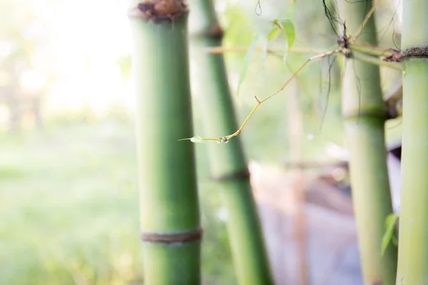 Suddig Bambu Skog Grön Natur Bakgrund — Stockfoto