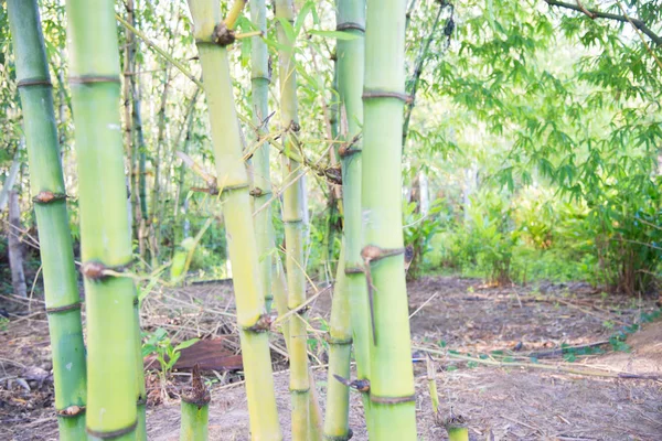 Suddig Bambu Skog Grön Natur Bakgrund — Stockfoto
