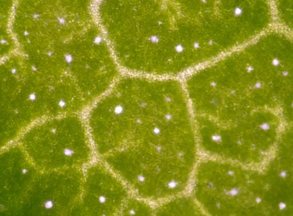 Клетки Яблока Под Микроскопом Фото