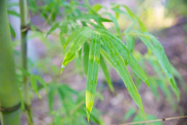 Wazig Bamboe Groene Natuur Achtergrond — Stockfoto