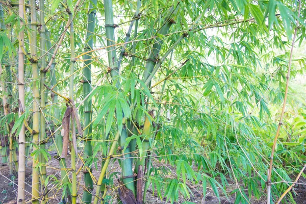 Verschwommener Grüner Bambus Wald Natur Hintergrund — Stockfoto
