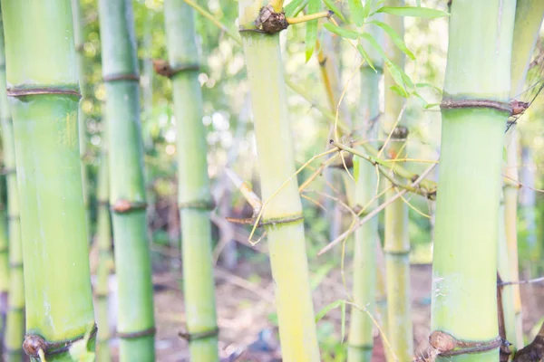 Suddig Grön Bambu Skog Natur Bakgrund — Stockfoto