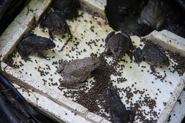 Grupp Grodor Poolen Jordbruk Konceptet — Stockfoto