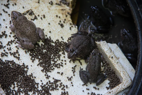 Grupp Grodor Poolen Jordbruk Konceptet — Stockfoto