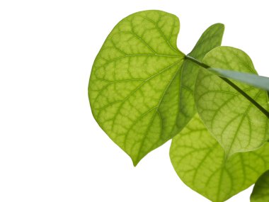 Beyaz zemin üzerine yeşil yaprak kadar kapatın.