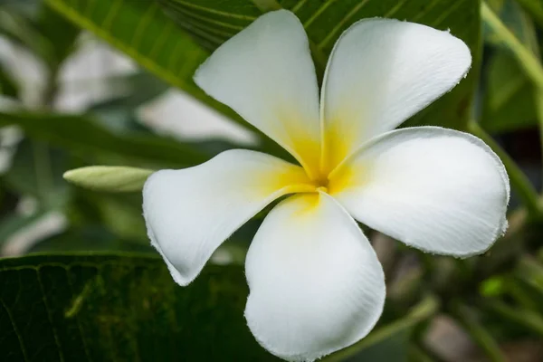 Beyaz Plumiria Çiçek Doğada Kapatın — Stok fotoğraf