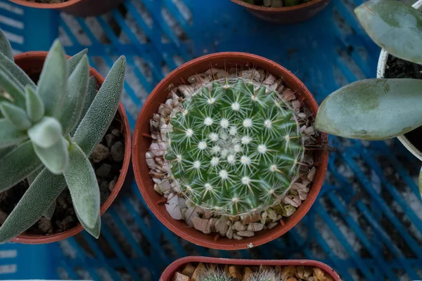 Fermer Les Plantes Cactus Dans Nature — Photo