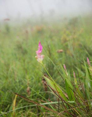 Doğada güzel çiçek kadar kapatın.