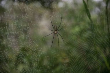 Örümcek yeşil doğa arka planda kapatın.