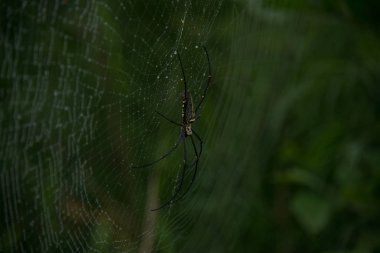 Örümcek yeşil doğa arka planda kapatın.