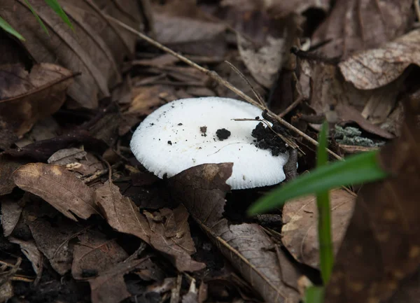 Close Mushroom Green Forest — Stock Photo, Image