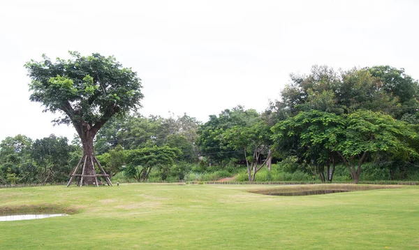 Alberi Verdi Nella Foresta Sfondo Naturale — Foto Stock