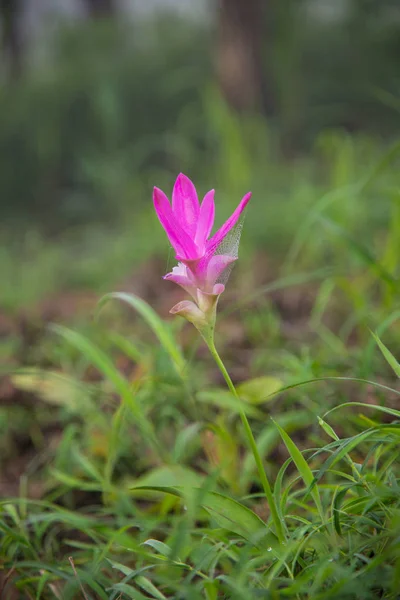 Close Beautiful Flower Nature — Stock Photo, Image