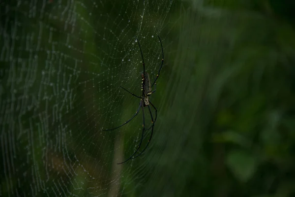 Pók Háttérben Zöld Természet Közelről — Stock Fotó