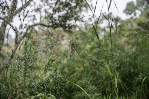 Gros Plan Araignée Dans Fond Vert Nature — Photo