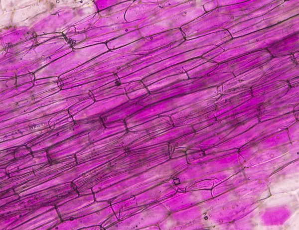 Κλείστε Επάνω Ροζ Φυτικά Κύτταρα Βρείτε Μικροσκόπιο — Φωτογραφία Αρχείου
