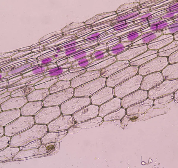 接近粉红色植物细胞发现与显微镜 — 图库照片