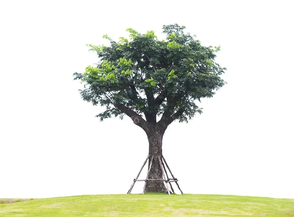 Nahaufnahme Natur Grüner Baum Auf Weißem Hintergrund — Stockfoto