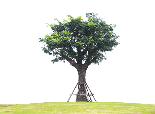 Close Van Natuur Groene Boom Witte Achtergrond — Stockfoto