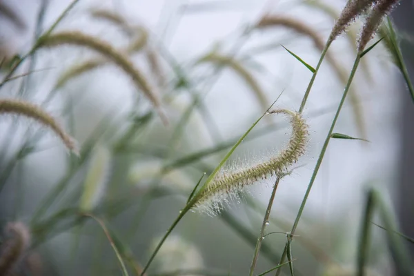 Goutte Eau Sur Fond Nature Herbe Verte — Photo