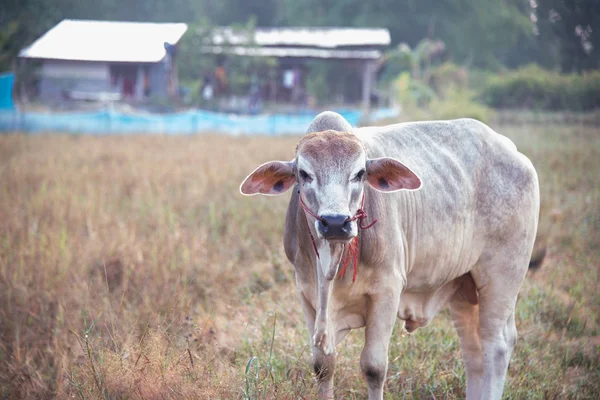 Chiudi Mucca Nei Terreni Agricoli — Foto Stock