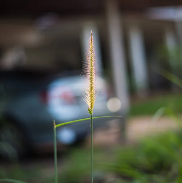 Gros Plan Fleur Herbe Sur Fond Flou — Photo