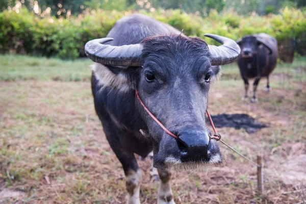 Group Buffalo Farmland — Stock Photo, Image