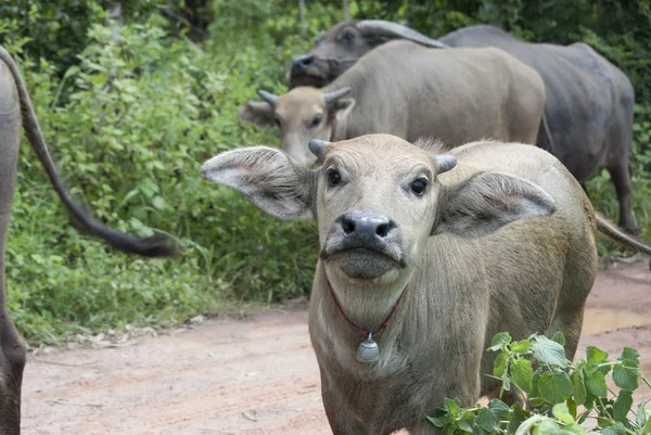 Group Buffalo Farmland — Stock Photo, Image