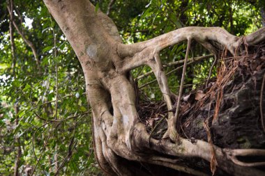 Dev yeşil orman ağaçlarında.