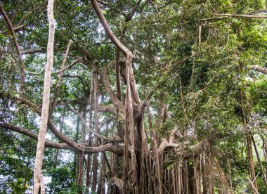 Dev yeşil orman ağaçlarında.
