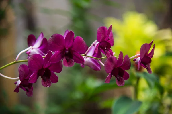 Фиолетовые Цветы Орхидей Природе — стоковое фото